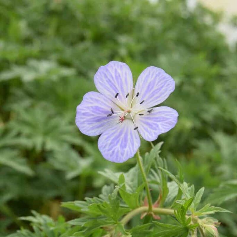 Geranium pratense 'Mrs Kendall Clark' ---